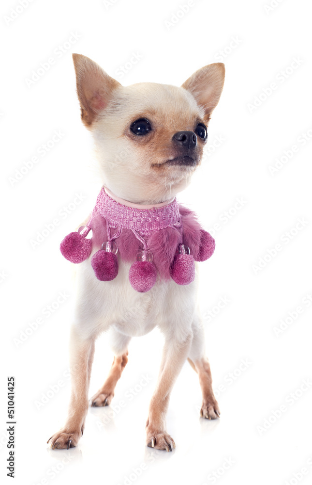 Wall mural puppy chihuahua and pink collar