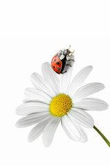 Obraz premium Marienkäfer 101