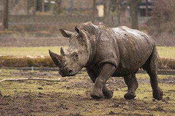 Fototapeta premium running rhino