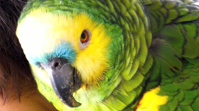 Zahmer Papagei ( Blaustirnamazone ) auf der Schulter im Freien