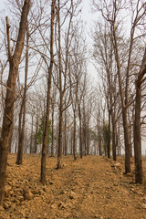 dry Teak trees at forest