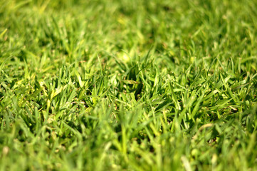 grass background
