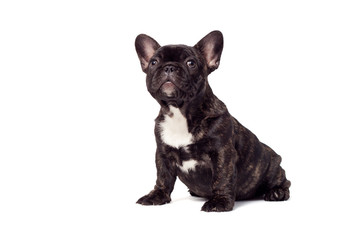 Obraz premium neugieriger hundewelpe