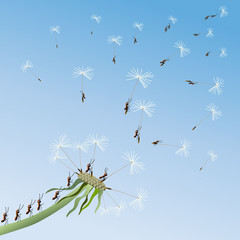 Dandelion on a background blue sky.
