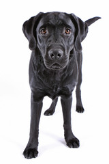 Labrador Retriever schwarz Hund