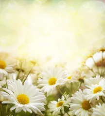 Crédence de cuisine en verre imprimé Marguerites white flowers