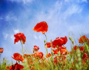 Obraz premium Poppy flowers