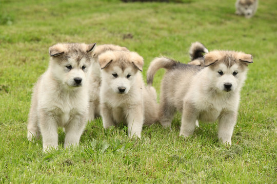 Group of Alaskan Malamute puppies