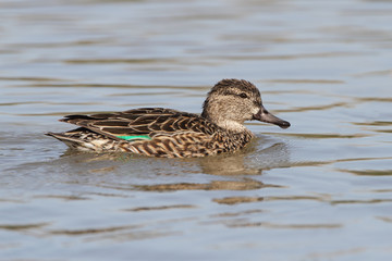 Female Green-winged Teal
