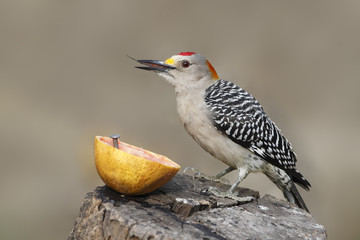 Golden-fronted Woodpecker