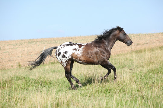 Nice appaloosa stallion running