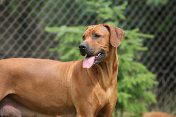 Rhodesian ridgeback bitch