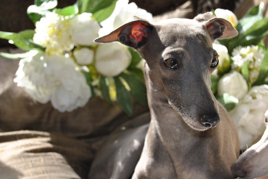 5 Best Levrier Images Stock Photos Vectors Adobe Stock