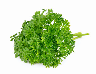 Branch of magnificent parsley