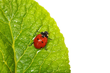 ladybug on leaf