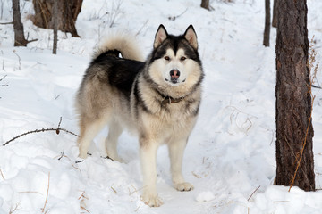 Alaskan Malamute in winter forest