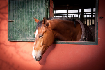 ritratto di cavallo