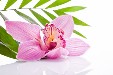 tropical pink orchid plant flower on green leaf