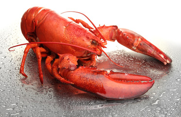 Red lobster on grey background