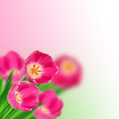 Fototapeta na wymiar Tulips bouquet