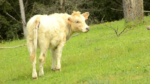 becerro en el campo