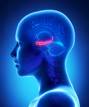 Hyppocampus - female brain anatomy lateral view