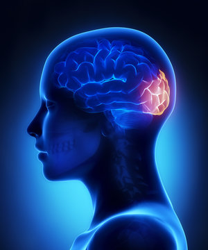 Occipital Lobe - Female Brain Anatomy Lateral View