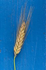 grain on blue background