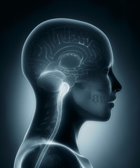 Spinal cord medical x-ray scan