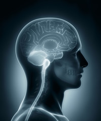 Obraz premium Human brain cross section medical x-ray scan
