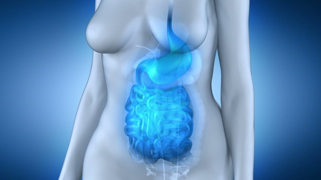 Female digestive system anatomy