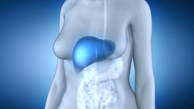 Female liver anatomy in loop
