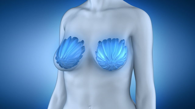 Woman breast anatomy