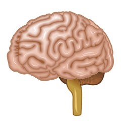 Brain