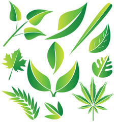 Set of green stylized leafs illustration vector