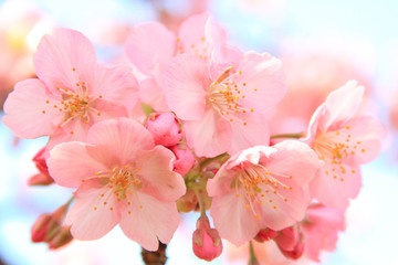 桜の花