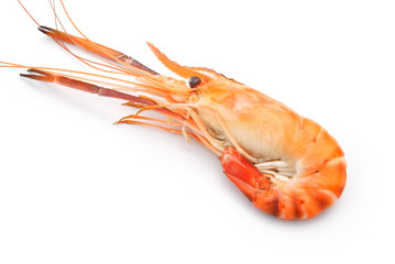 shrimp on a white background