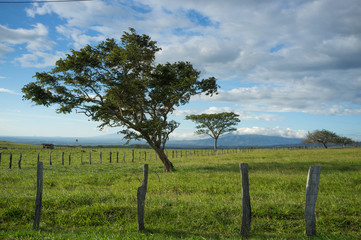 Fototapeta na wymiar Guanacaste trees