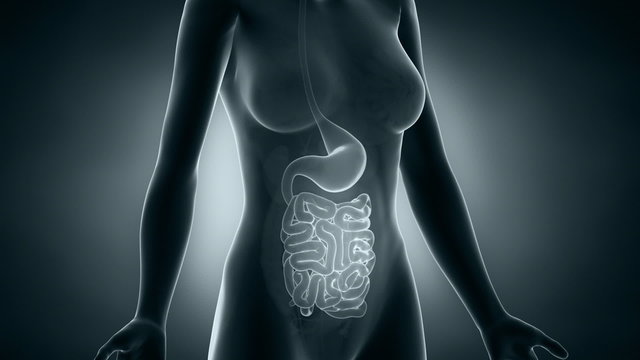 Female digestive system anatomy