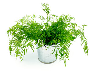 Dill in Tin Bucket