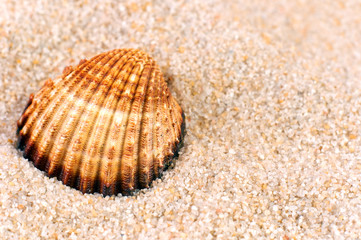 Sea shell in soft sand