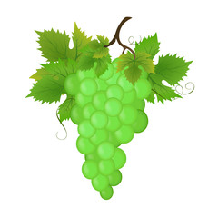 Bunch of green grapes, vector illustration