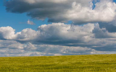 Getreidefeld im Sommer