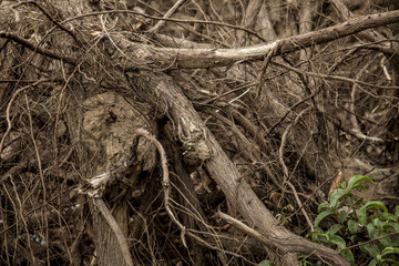 Pile of Wood