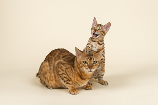 Katzen-Bengal-8802