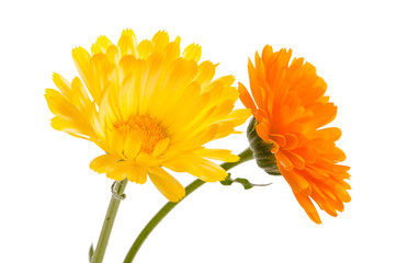 Zwei Ringelblumen