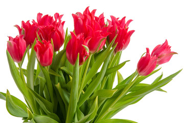 Lilienblütige rote Tulpen