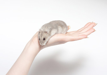 sitting hamster isolated on white