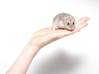 sitting hamster isolated on white