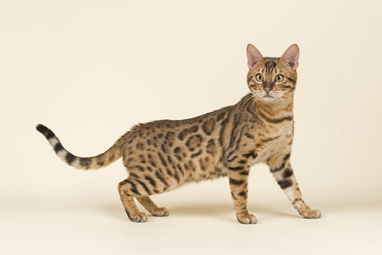 Katzen-Bengal-8851
